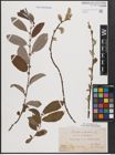 Foto von Salix cinerea L.
